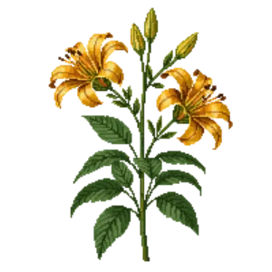 Illustration of Canada Lily