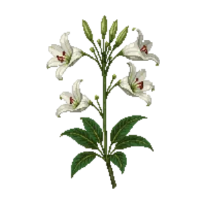 Illustration of Lily 'Casa Blanca'