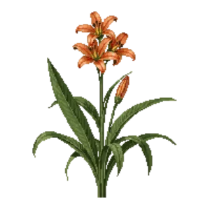 Illustration of Carolina Lily