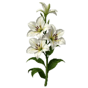 Illustration of Regal Lily