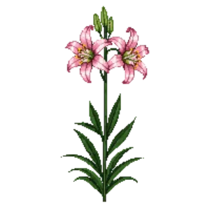 Illustration of Lily 'Stargazer'