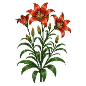 Illustration of Turk's Cap Lily
