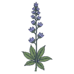 Illustration of Broad-leaved sea lavender
