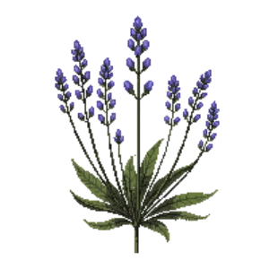 Illustration of Sea lavender