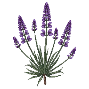 Illustration of Purple toadflax