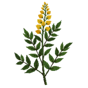Illustration of Spicebush