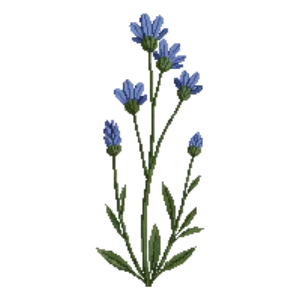 Illustration of Prairie Flax