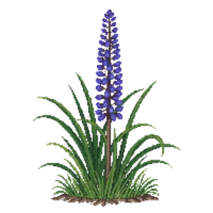 Illustration of Lilyturf 'Big Blue'