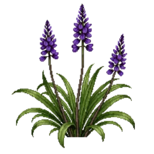 Illustration of Variegated Lilyturf