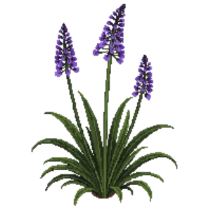 Illustration of Lily Turf