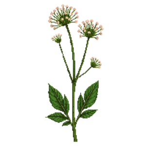 Illustration of Sweet alyssum