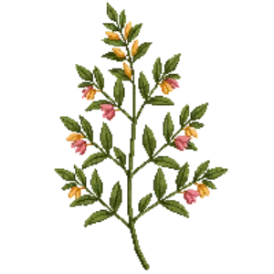 Illustration of Common Honeysuckle