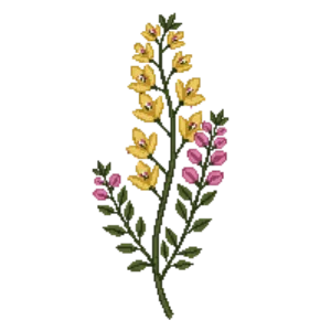 Illustration of Honeysuckle 'Goldflame'