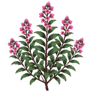 Illustration of Loropetalum 'Jazz Hands'