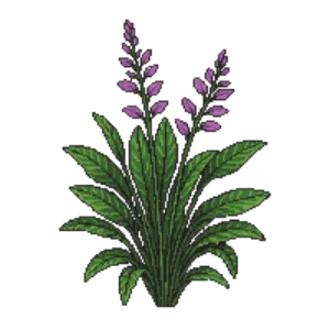 Illustration of Loropetalum 'Purple Diamond'