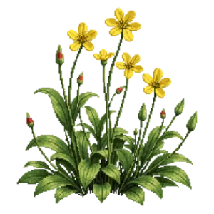 Illustration of Bird's-foot Trefoil