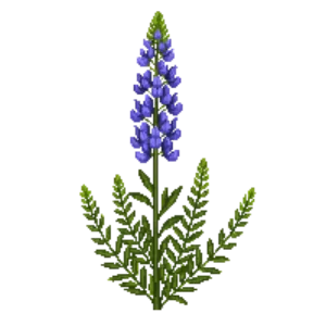 Illustration of Silver Bush Lupine