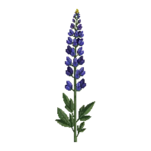 Illustration of Wild Lupine