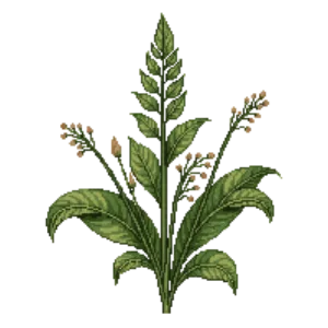 Illustration of Greater wood-rush