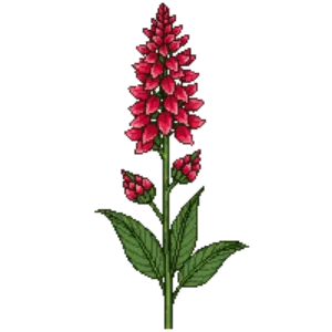 Illustration of Maltese cross