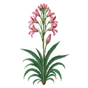 Illustration of Resurrection Lily