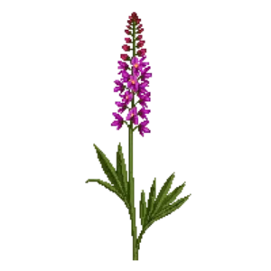 Illustration of Purple Loosestrife