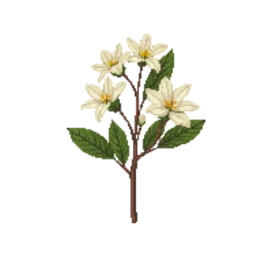 Illustration of Star Magnolia