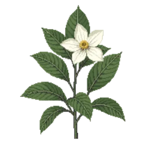 Illustration of Sweetbay Magnolia