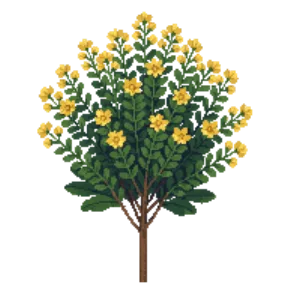 Illustration of Oregon Grape