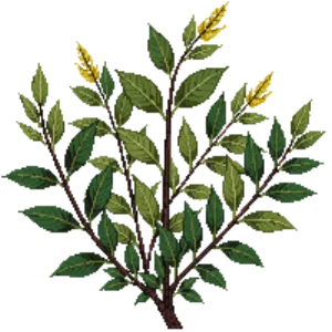 Illustration of Creeping Oregon Grape