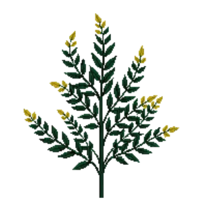Illustration of Mahonia 'Charity'