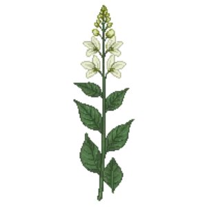 Illustration of Canada Mayflower