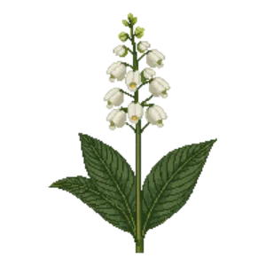 Illustration of False Lily-of-the-Valley