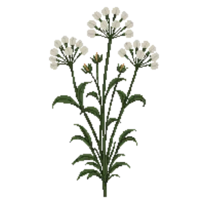 Illustration of Solomon's Plume