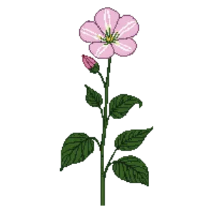 Illustration of Musk mallow
