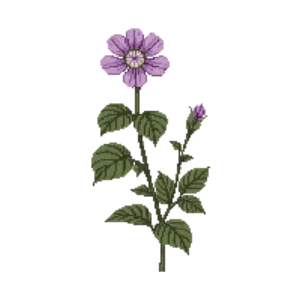 Illustration of Common mallow