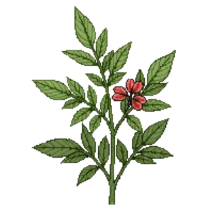 Illustration of Turk's Cap