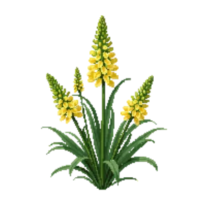 Illustration of False Aloe