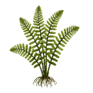 Illustration of Shuttlecock Fern