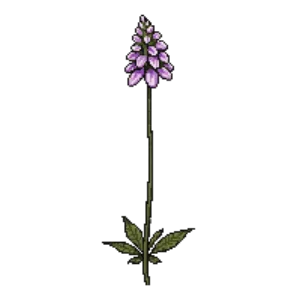 Illustration of Creeping Mazus