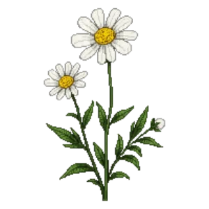 Illustration of Hoary Blackfoot Daisy