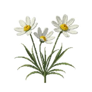 Illustration of Blackfoot Daisy