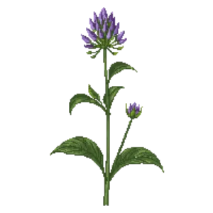 Illustration of Water mint