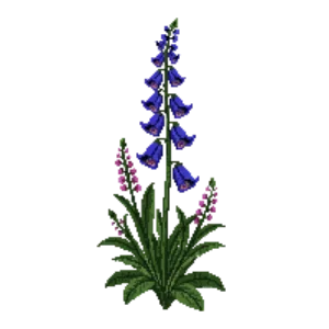 Illustration of Virginia Bluebells