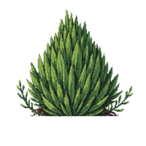 Illustration of Russian cypress