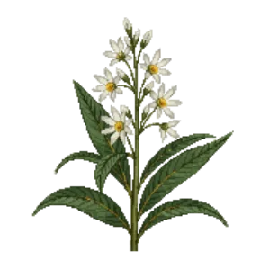 Illustration of Mexican Star