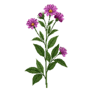 Illustration of Sunshine Mimosa