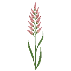 Illustration of Silver Grass 'Flamingo'