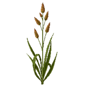 Illustration of Maiden Grass 'Gracillimus'