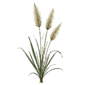 Illustration of Silver Grass 'Morning Light'